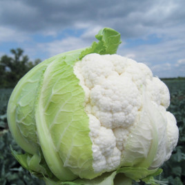 Трайдент F1 семена капусты цветной среднеранней 75-80 дн. 1,5-2,5 (Clause)