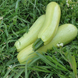 Ясна F1 семена кабачка раннего 40-45 дн. светло-зеленого (Clause)
