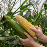 Кукурудза Розі F1 