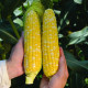 Рози F1 (Роузи F1) семена кукурузы суперсладкой Sh2 ранней 73-74 дн. 21-22 см 16-18 р. биколор (Clause)