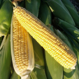 Кукурудза Драйвер Р F1 