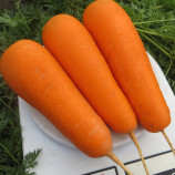 Болівар F1 (1,6-1,8) насіння моркви Шантане середньої 110-115 дн. (Clause)