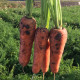 Боливар F1 (1,6-1,8) семена моркови Шантане средней 110-115 дн. (Clause)
