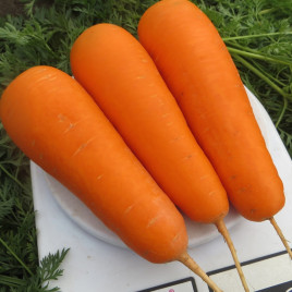 Болівар F1 (2,25-2,5) насіння моркви Шантане середньої 110-115 дн. (Clause)