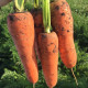 Болівар F1 (2,25-2,5) насіння моркви Шантане середньої 110-115 дн. (Clause)