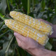 Спритц F1 семена кукурузы суперсладкой Sh2 ранней 70-74 дн. 21-23 см 16-18 р. биколор (Clause)
