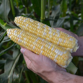 Спритц F1 семена кукурузы суперсладкой Sh2 ранней 70-74 дн. 21-23 см 16-18 р. биколор (Clause)