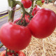 Афен F1 семена томата индет. раннего 62-65 дн. окр.-прип. 200-220 гр. роз. (Clause)