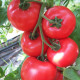 Афен F1 семена томата индет. раннего 62-65 дн. окр.-прип. 200-220 гр. роз. (Clause)