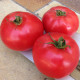 Афен F1 семена томата индет. раннего 62-65 дн. окр.-прип. 200-220 гр. роз. (Clause)