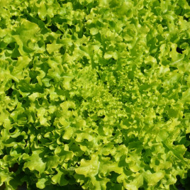 Ронали семена салата тип Дуболистый (Hazera)