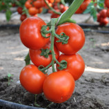 Беллавіза F1 насіння томату індет. (Rijk Zwaan)