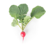 Рондил семена редиса (Rijk Zwaan)