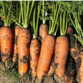 Милана F1 (2,0-2,2) семена моркови Шантане средней 95-105 дн. 16-18 см (LibraSeeds)