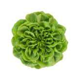 Аквино семена салата тип Маслянистый (Саланова) зел. (Rijk Zwaan)