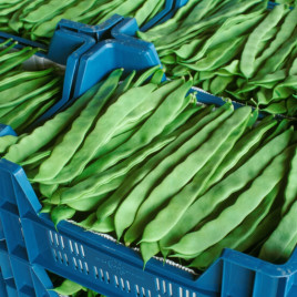 Фасоль спаржевая Фестивал 