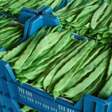 Фасоль спаржевая Фестивал 