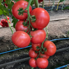 Томат Мануса F1