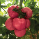 Мануса F1 семена томата индет. раннего 105-115 дн. окр. 220-300 гр. роз. (Rijk Zwaan)
