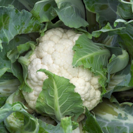 Каспер F1 семена капусты цветной (Rijk Zwaan)