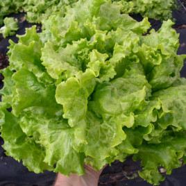 Салат Афіціон 