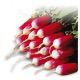 Дует семена редиса с БК цилинд. 25 дн. (Hortus)