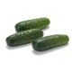 Ленара F1 насіння огірка партенокарп. (Rijk Zwaan)