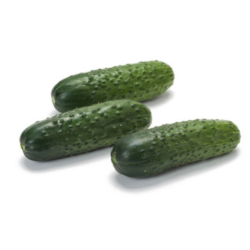 Ленара F1 насіння огірка партенокарп. (Rijk Zwaan)