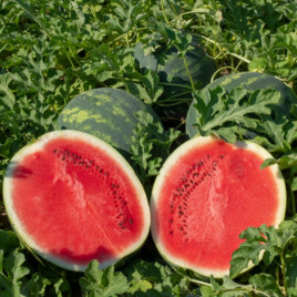 Лузитана F1 семена арбуза тип кр.св. ультрараннего 55-58 дн. 7-9 кг окр.-овал. (Rijk Zwaan)