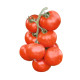Абелус F1 (Абелюс F1) насіння томату індет. раннього 105-110 дн. окр.-прип. 160-180 гр. червоний (Rijk Zwaan)