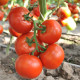 Чинто F1 семена томата индет. (Rijk Zwaan)