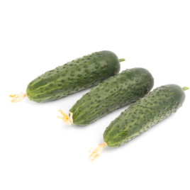 Кантара F1 семена огурца корнишона партенокарп. среднего 50 дн. 9-13 см (Rijk Zwaan)