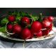 Родос семена редиса 18-25 дн. (Satimex)