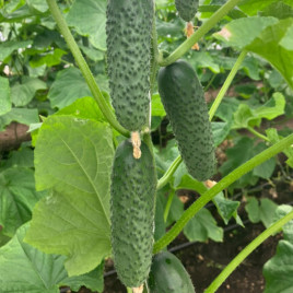 Эльвинара F1 (Elvinara) семена огурца корнишона партенокарп. раннего (Rijk Zwaan)