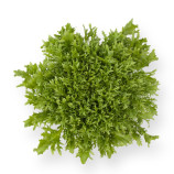 Корби семена салатного цикория тип Эндивий темно-зел. (Rijk Zwaan)