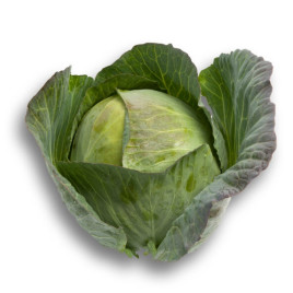 Селма F1 семена капуста б/к средней (калибр.) (Rijk Zwaan)