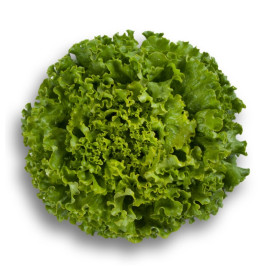 Патишн семена салата тип Батавия (Rijk Zwaan)