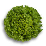 Патишн семена салата тип Батавия (Rijk Zwaan)