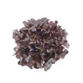 Салат Ксандра F1 