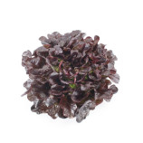 Салат Ксандра F1 