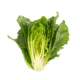 Веродита (Verodita RZ) семена салата тип Ромэн зел. (Rijk Zwaan)