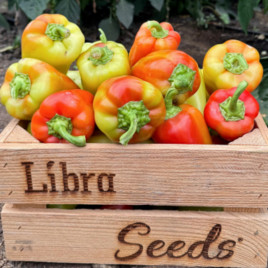 Рубікон F1 насіння перцю солодкого тип Угорський раннього 52-57 дн. 120-140 гр. 12-14 см 7-9мм зел./червон. (LibraSeeds)