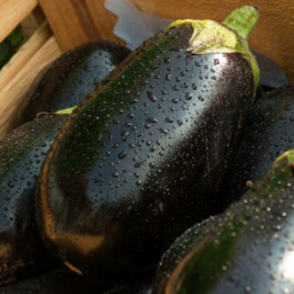 Каптан F1 семена баклажана раннего 60-65 дн. 15 см до 550 гр. овал. (LibraSeeds)