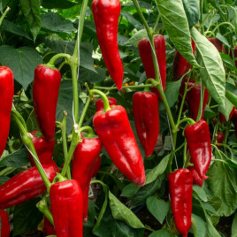 Перец Динамика F1 (Dinamica RZ)