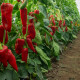 Динамика F1 (Dinamica RZ) семена перца сладкого тип Каппи раннего 75-77дн. 170-200 гр. 18-20см зел./красн. (Rijk Zwaan)