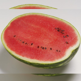 кавун топ ган f1 (Syngenta)