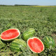 Арбуз Арашан F1