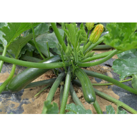 11009 F1 (SQ 11009 F1) насіння цукіні середньораннього темно-зеленого (Sakata)