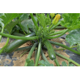 11009 F1 (SQ 11009 F1) семена цуккини среднераннего темно-зеленого (Sakata)