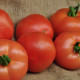 Томат Гравітет F1 